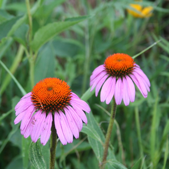 Purple coneflowers