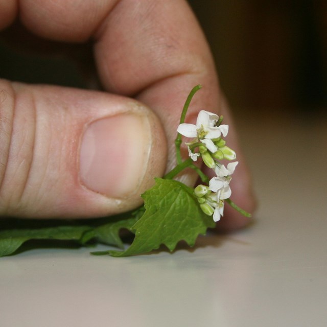 Garlic mustard plant