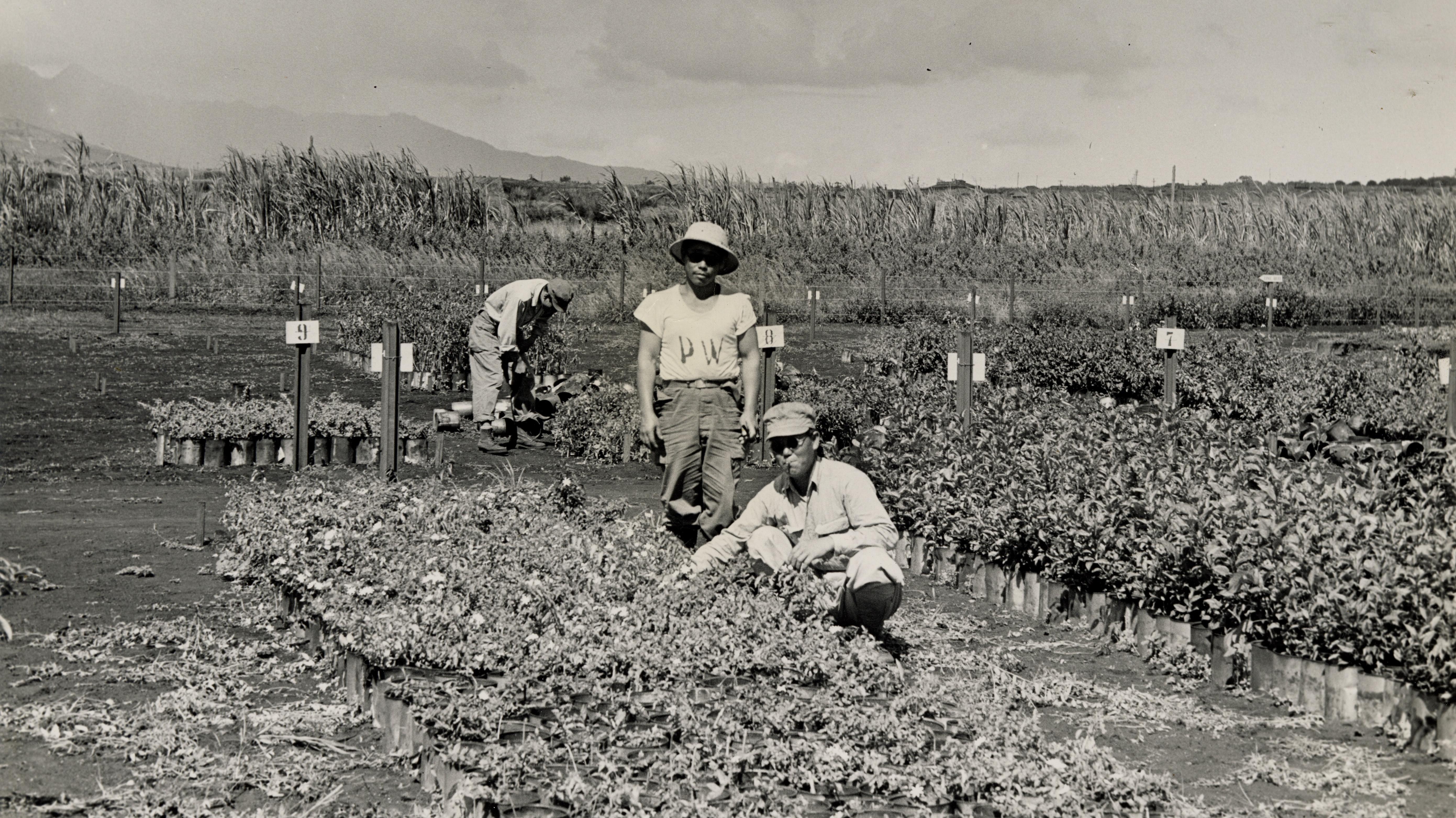 Two prisoners of war standing in a garden