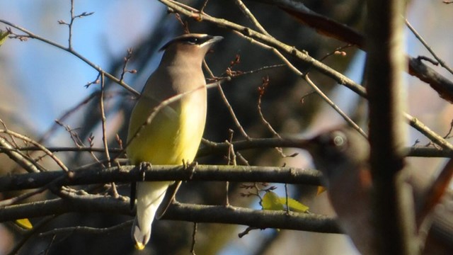 Cedar waxwing sits on a barren branch.