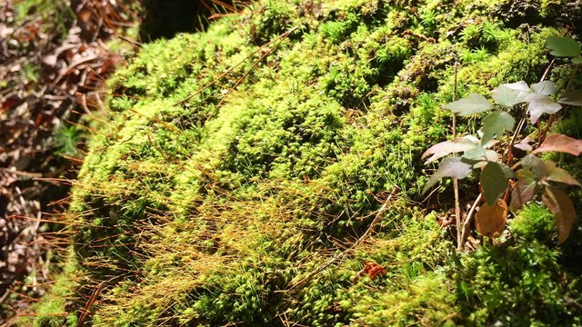 Bright green moss covers a small slope.