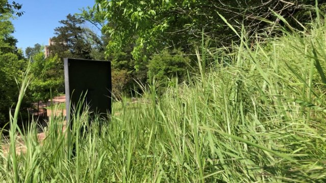 Tall grass along the side of the Grand Promenade paved trail.