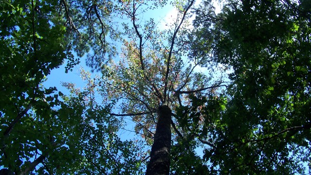 Looking up towards the sky, the outline of tree branches is shadowed against the sky.