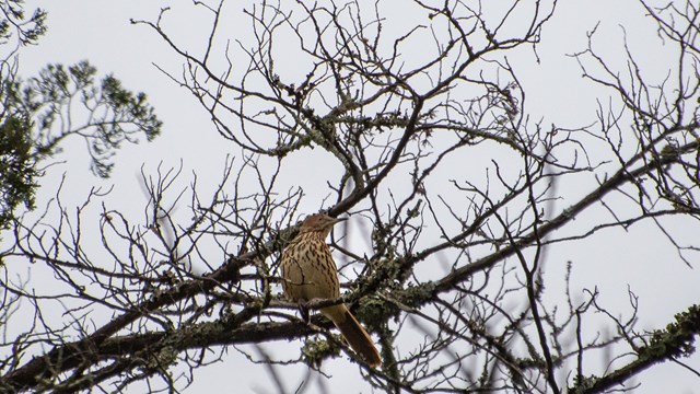 A tan bird sitting on a branch