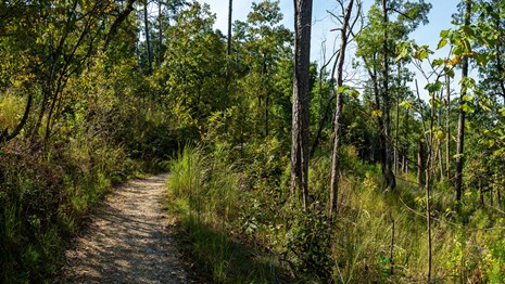 A hiking trail with vegetation 