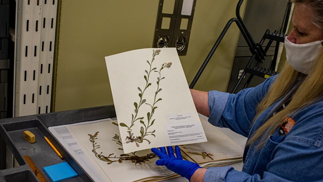 A woman holds a catalogued and preserved plant specimen up while wearing gloves, coat, and mask.