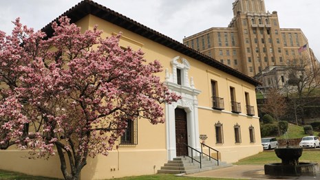 A tulip tree in full bloom outside of the Administration Building.