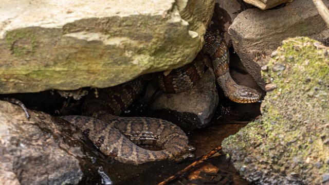 A large snake hiding beneath rocks