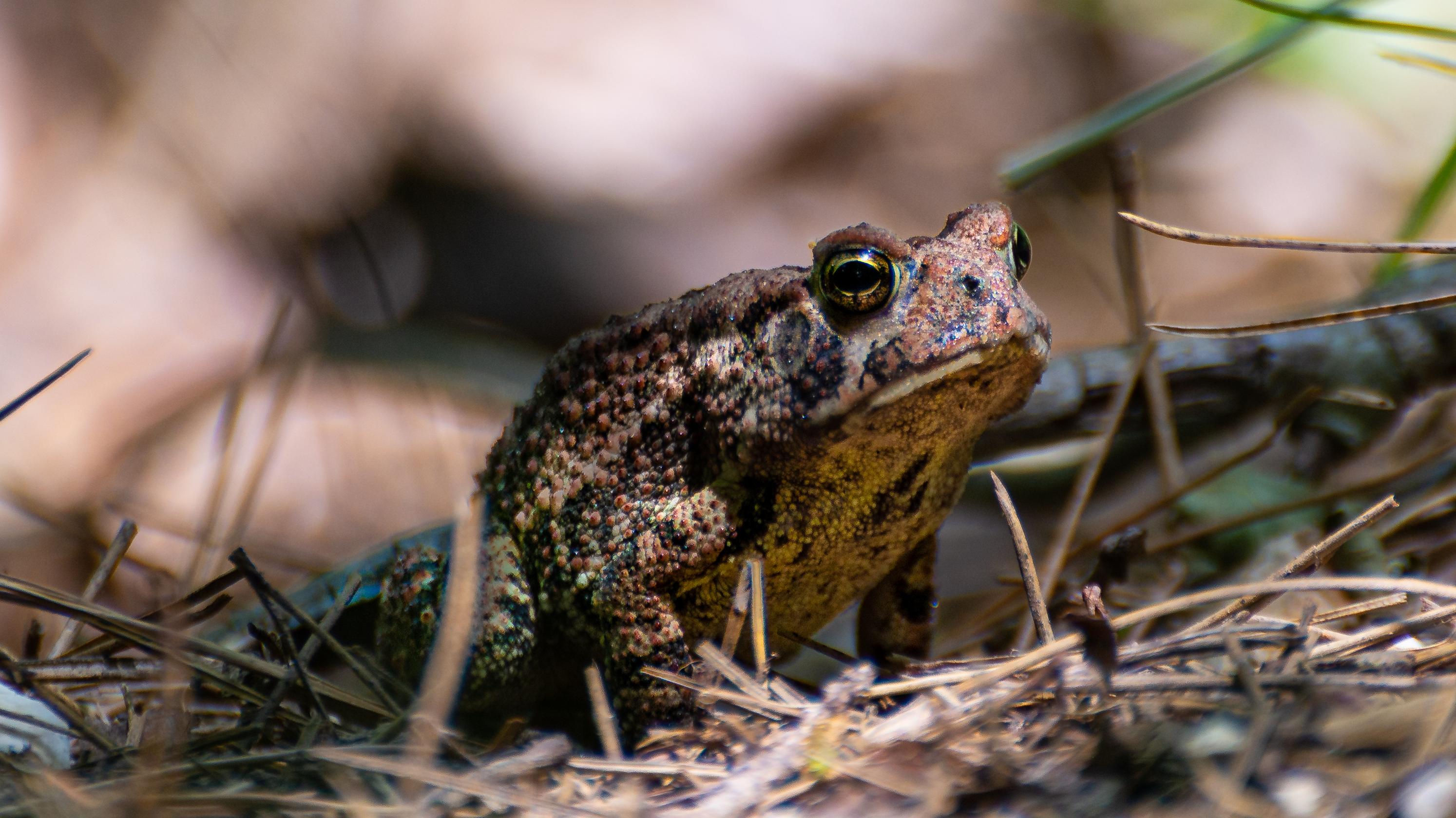 A small brown frog with copper and black spots resting on fallen leaves 