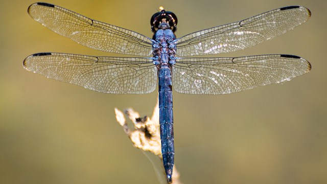 A large vibrant blue dragonfly with extended wings resting on a branch 