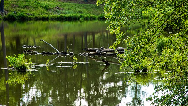 Turtles sit atop a branch that has fallen across a pond.
