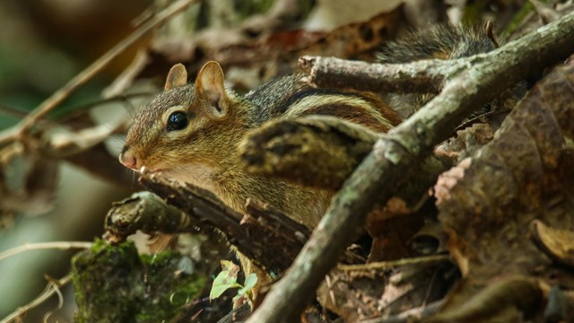 A chipmunk camouflaged in the shrubs. 