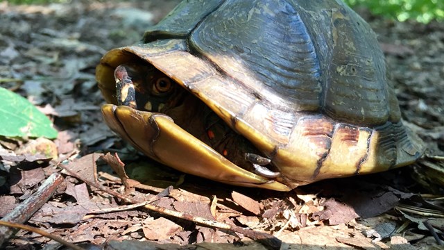 A box turtle hides in its shell. 