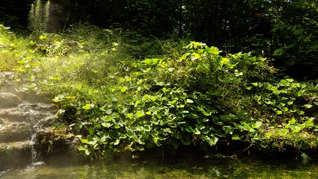 Water vapor rises from a hot spring