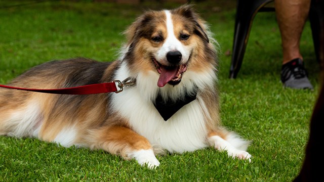 A large, fluffy dog sits in the grass contently. 