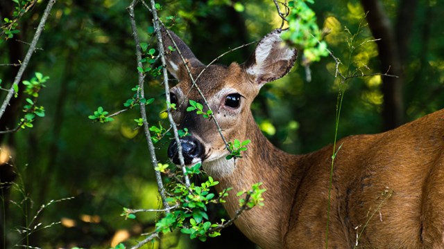 A white-spotted brown doe deer nibbles on some green foliage.