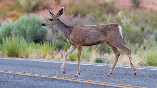 A deer crosses a road