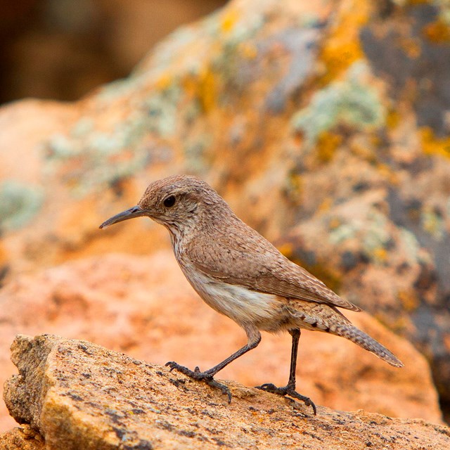 a rock wren perched on a sandstone boulder covered in bright green and orange lichen.