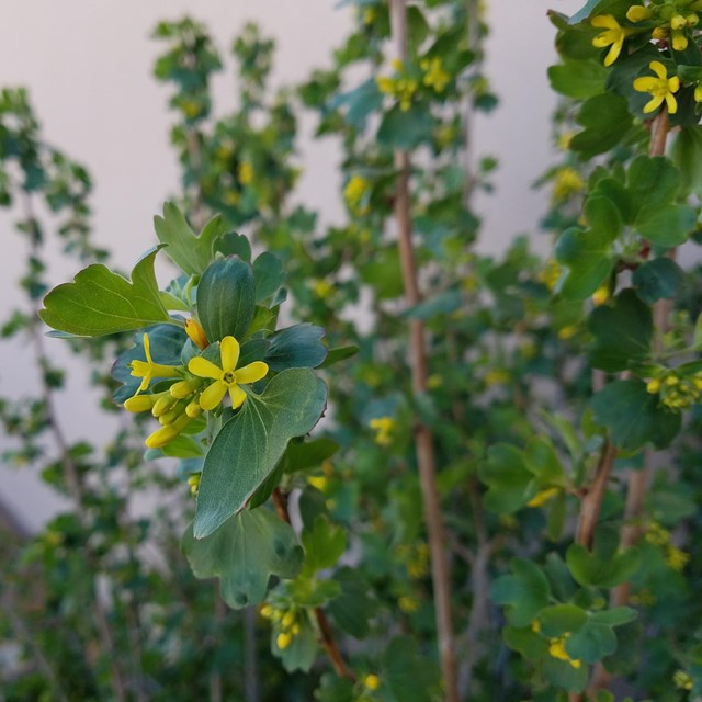 small yellow flowers on a green bush