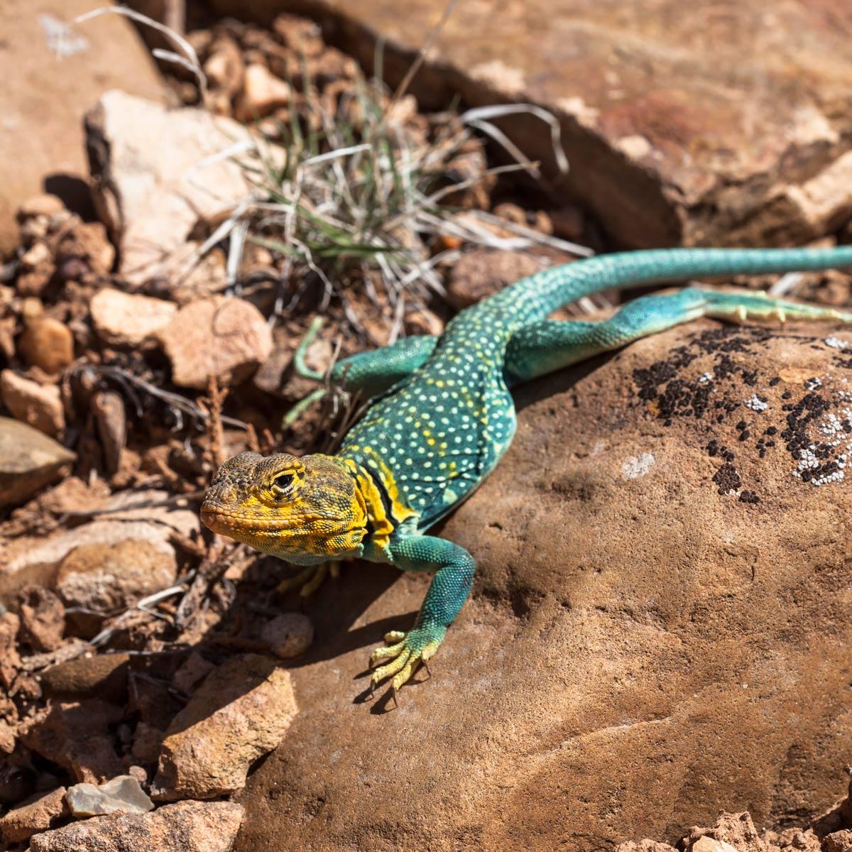 collard lizard on rocks