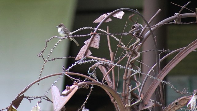 Bird perched on old fence.