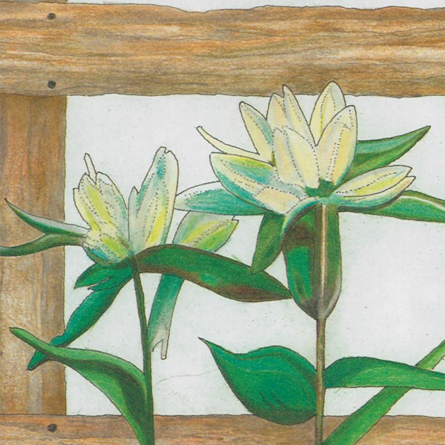 Image from Native Plant Card. Cream Gentian