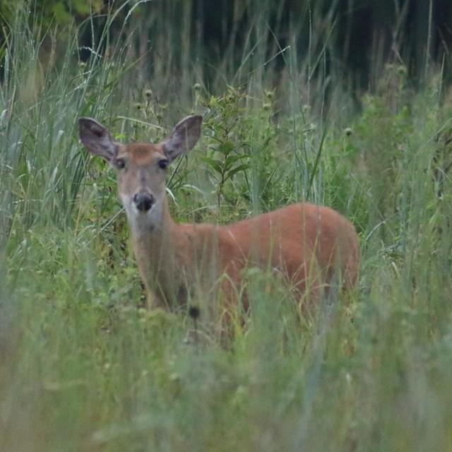 A deer at Wilson's Creek National Battlefield.