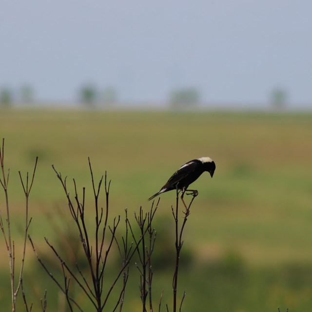 Bobolink perched at Pipestone National Monument.