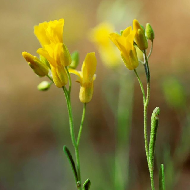 Blooming Missouri bladderpod flowers. Photo courtesy Missouri Department of Conservation.