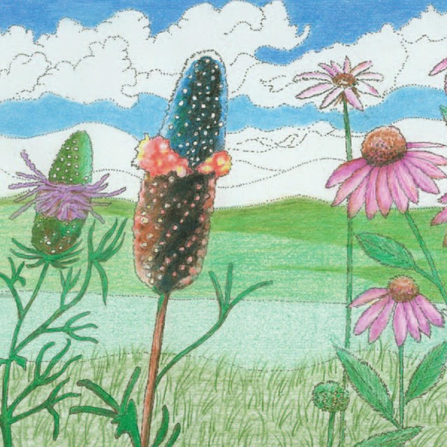 Drawing of prairie plants and landscape