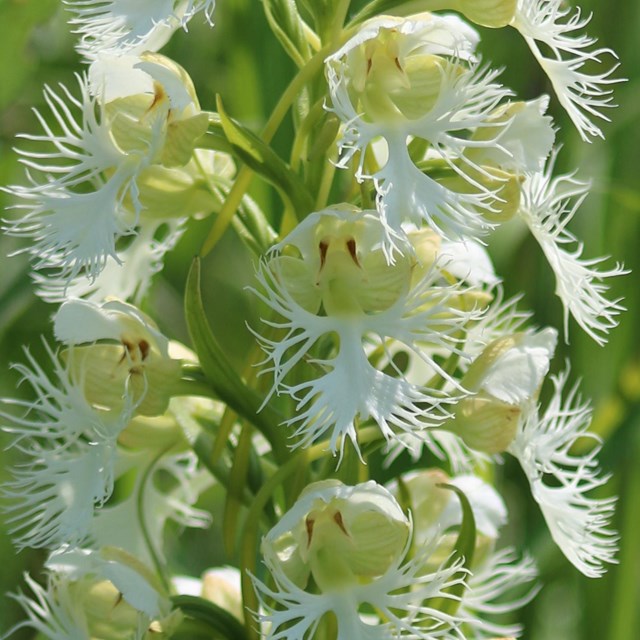 Flowering western prairie fringed orchid. © Susan Bury (CC BY-NC).