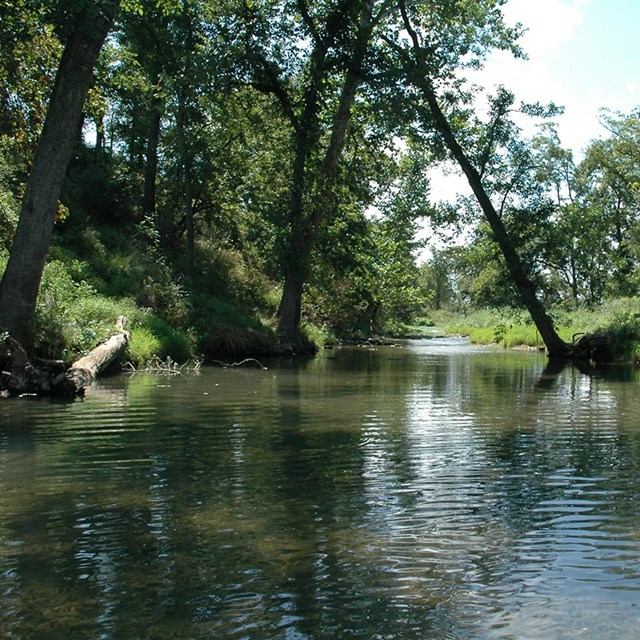 Calm water in Terrell Creek, a spring-fed tributary of Wilson's Creek