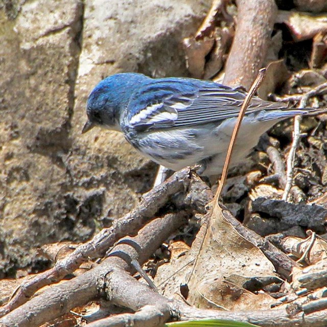 Cerulean Warbler foraging on the forest floor