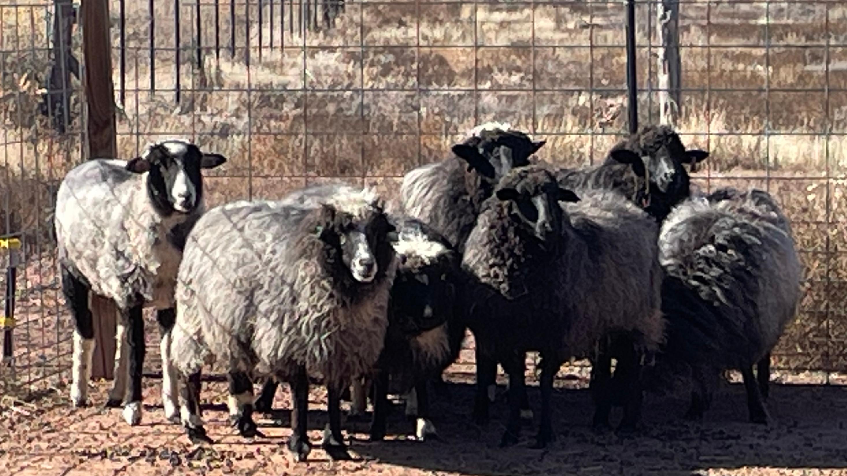 Small flock of Churro sheep near a metal fence