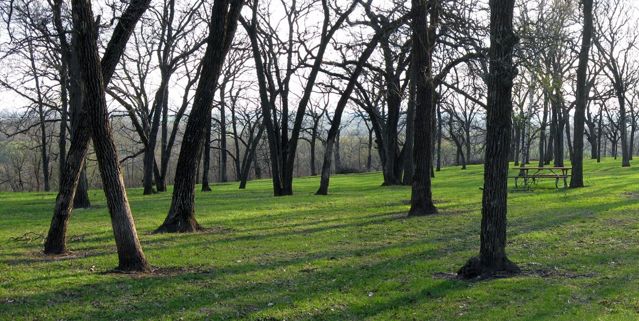 Upper Lawn and picnic area at Magnolia Bluff County Park in Rock County, Wisconsin.