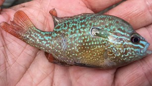 Longear sunfish held in the palm of a hand
