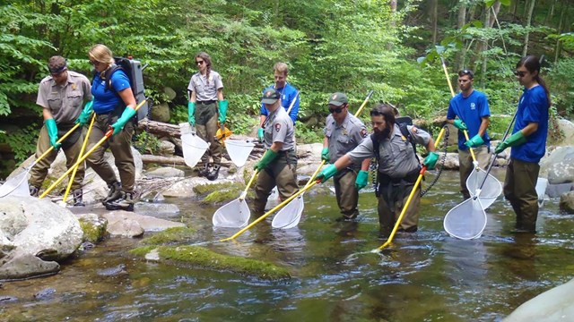 Line of people in waders, carrying nets and other equipment as they walk up a stream.