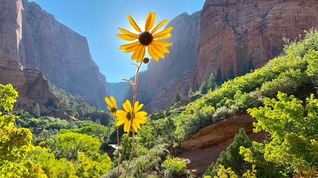 Yellow daisy against the sky in a red rock riparian area.