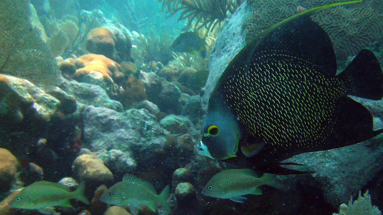 Blue and black angelfish swims near ocean floor, surrounded by smaller fish and vegetation.