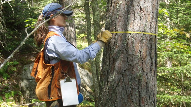 Scientist measuring the circumference of a tree's trunk
