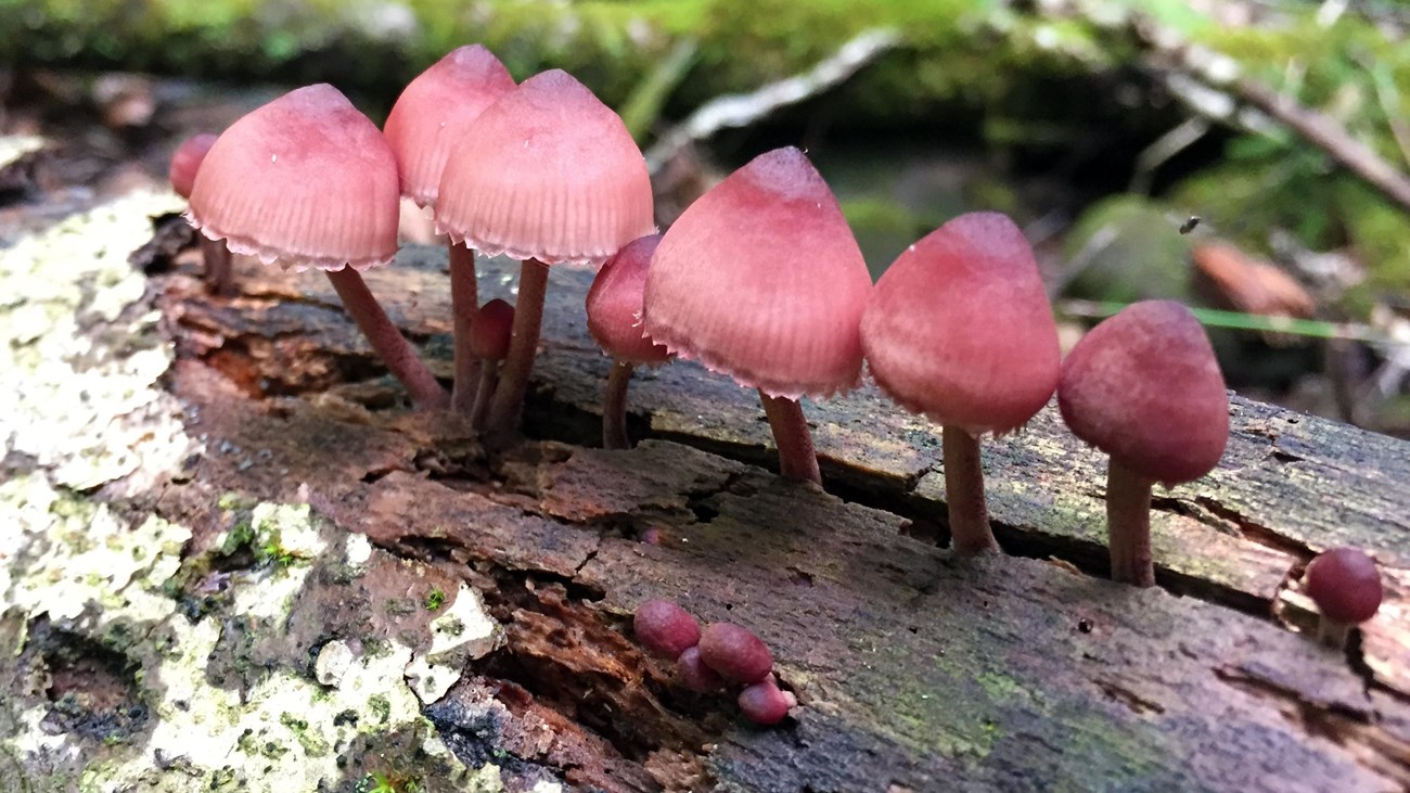 Row of purple mushrooms growing out of a fallen log.