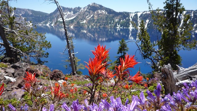 Indian paintbrush