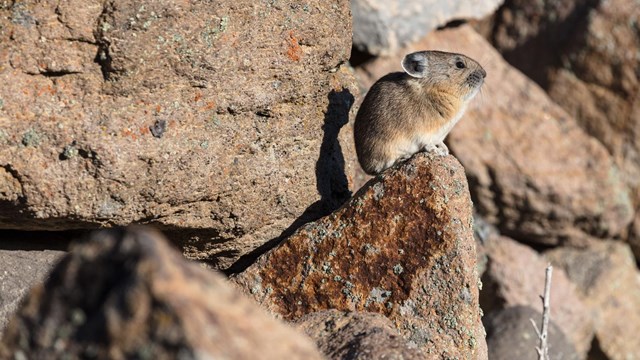 A pika perched on a rock in a boulder field.