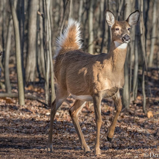 a small herd of deer approach the camera