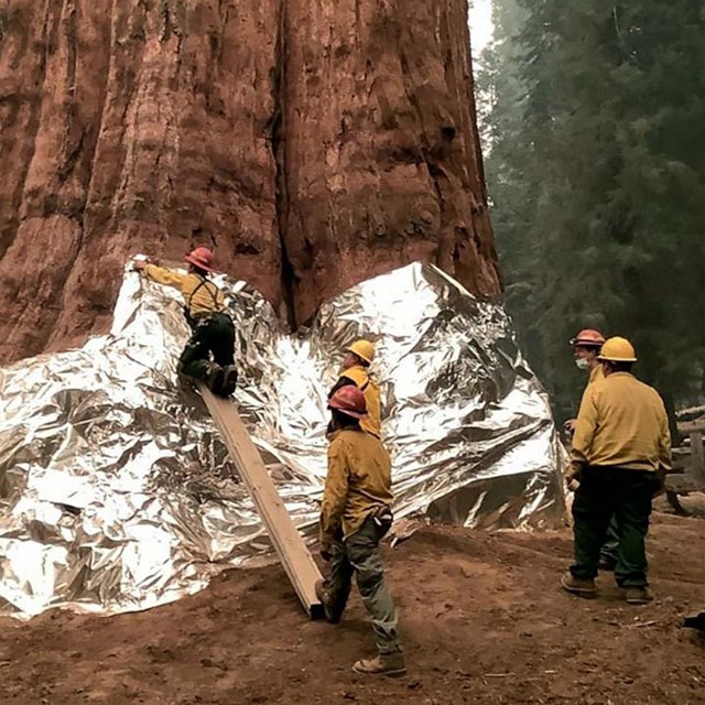 A giant sequoia wrapped in fire-protective covering.