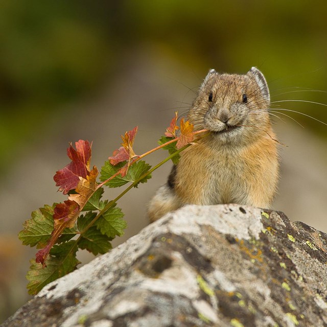 A pika with a mouthful of forbes perches on a rock.
