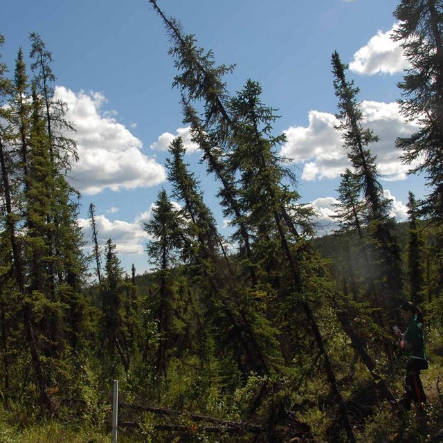 A boreal forest with trees leaning due to unstable ground.