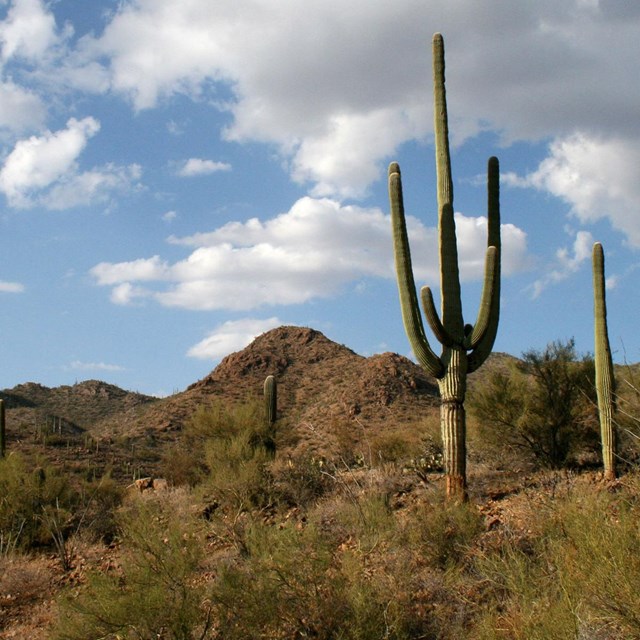 A saguaro cactus and desert scrub.