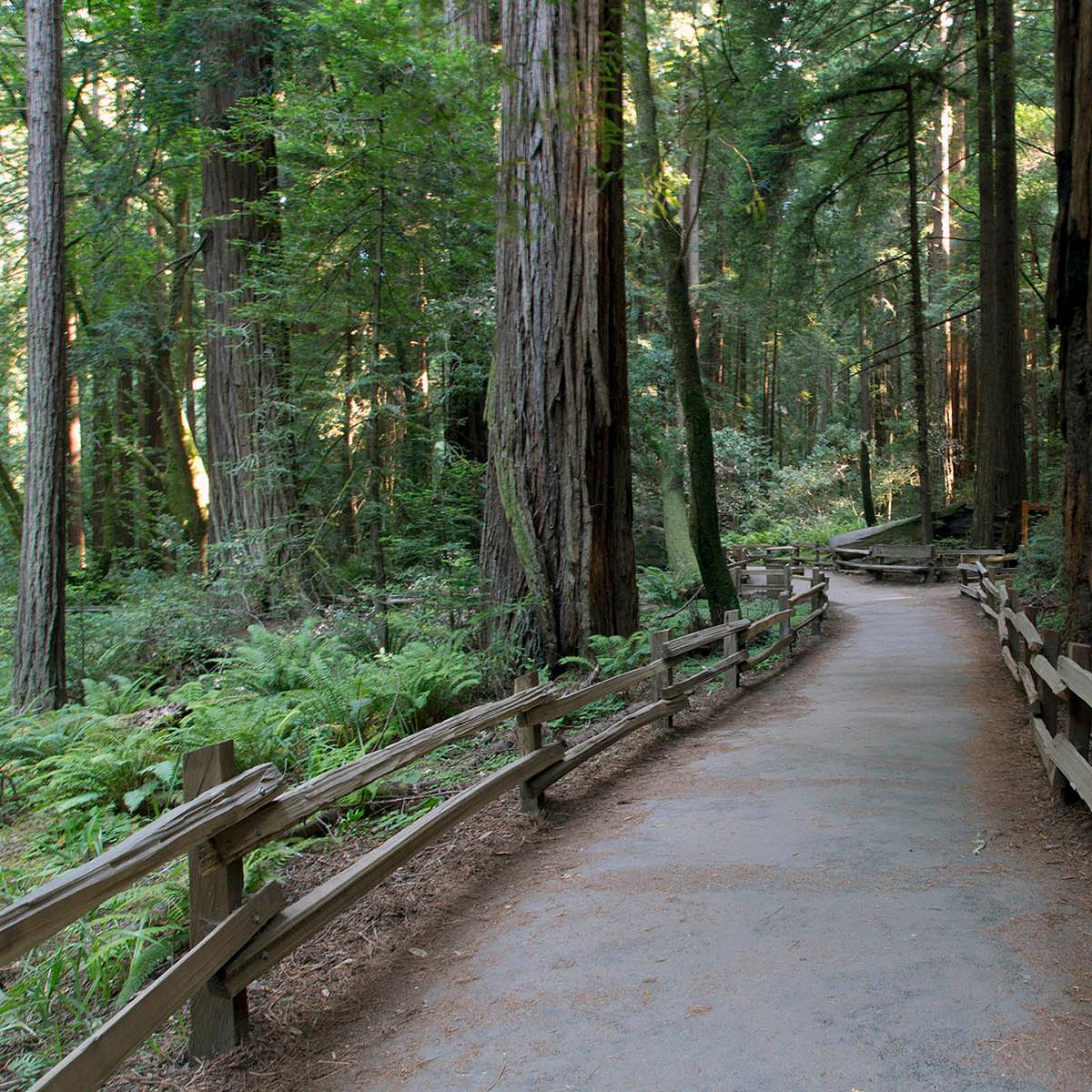 A coastal forest and trail.