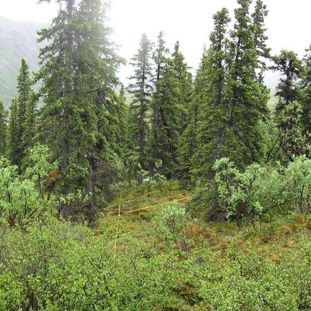 A boreal forest with measuring tape for monitoring.